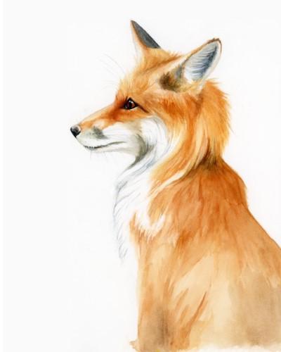 水彩画一只向右看的橙色狐狸